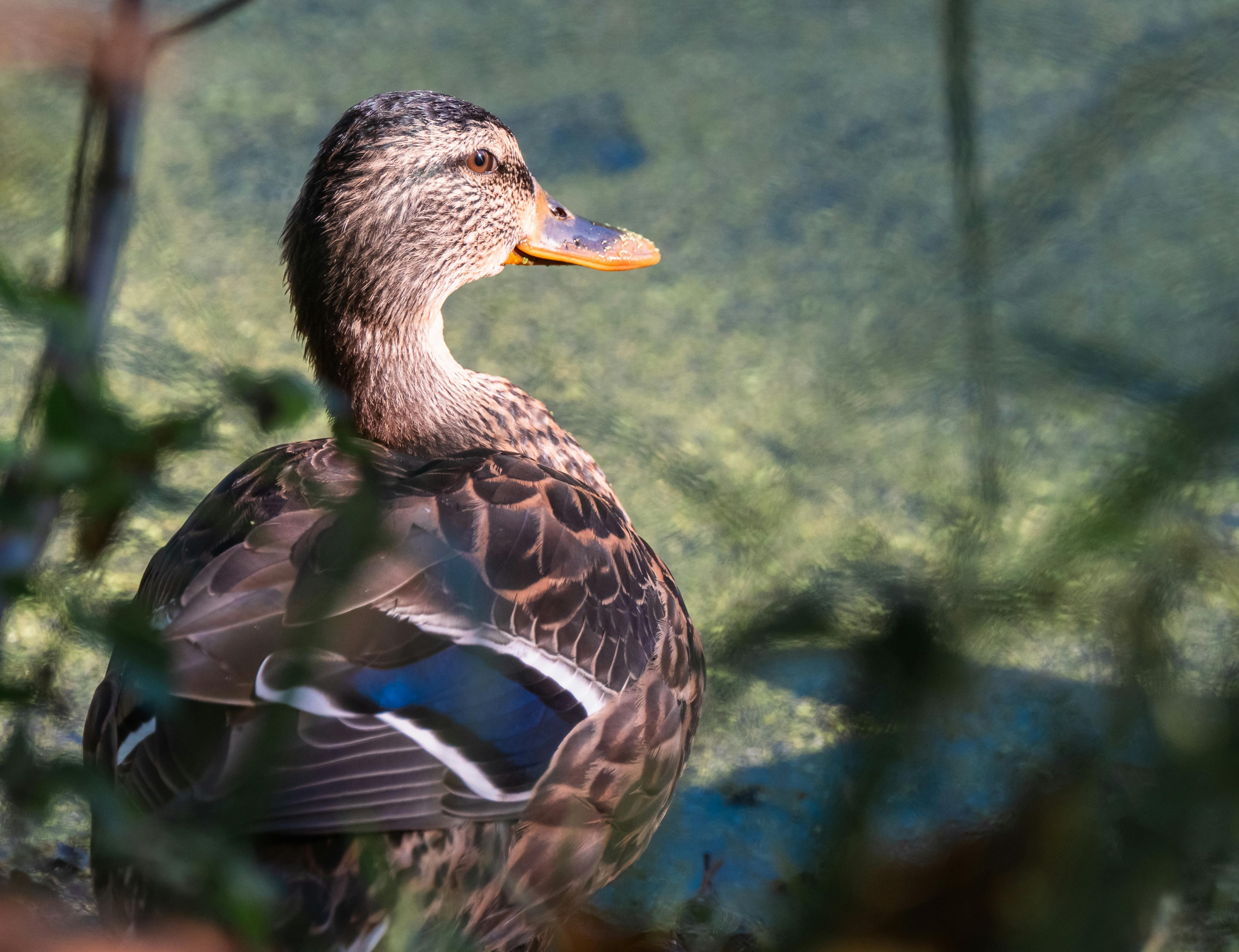 Pastoreio de gado em um campo verdejante sob um céu azul.