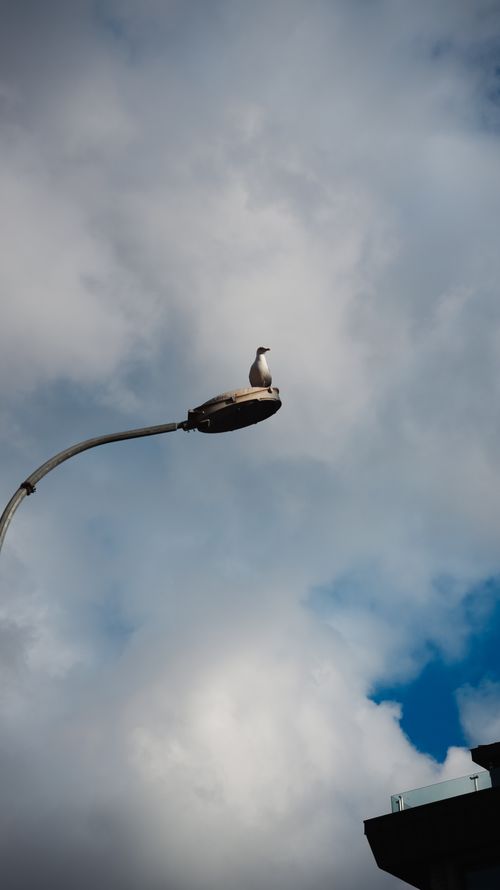 Free A lone seagull sits atop a streetlight against a backdrop of cloudy sky, creating a serene cityscape. Stock Photo