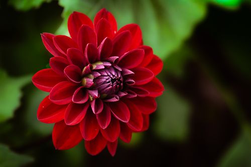 Free Close-up of a red dahlia flower in full bloom, showcasing rich colors and intricate petal details. Stock Photo