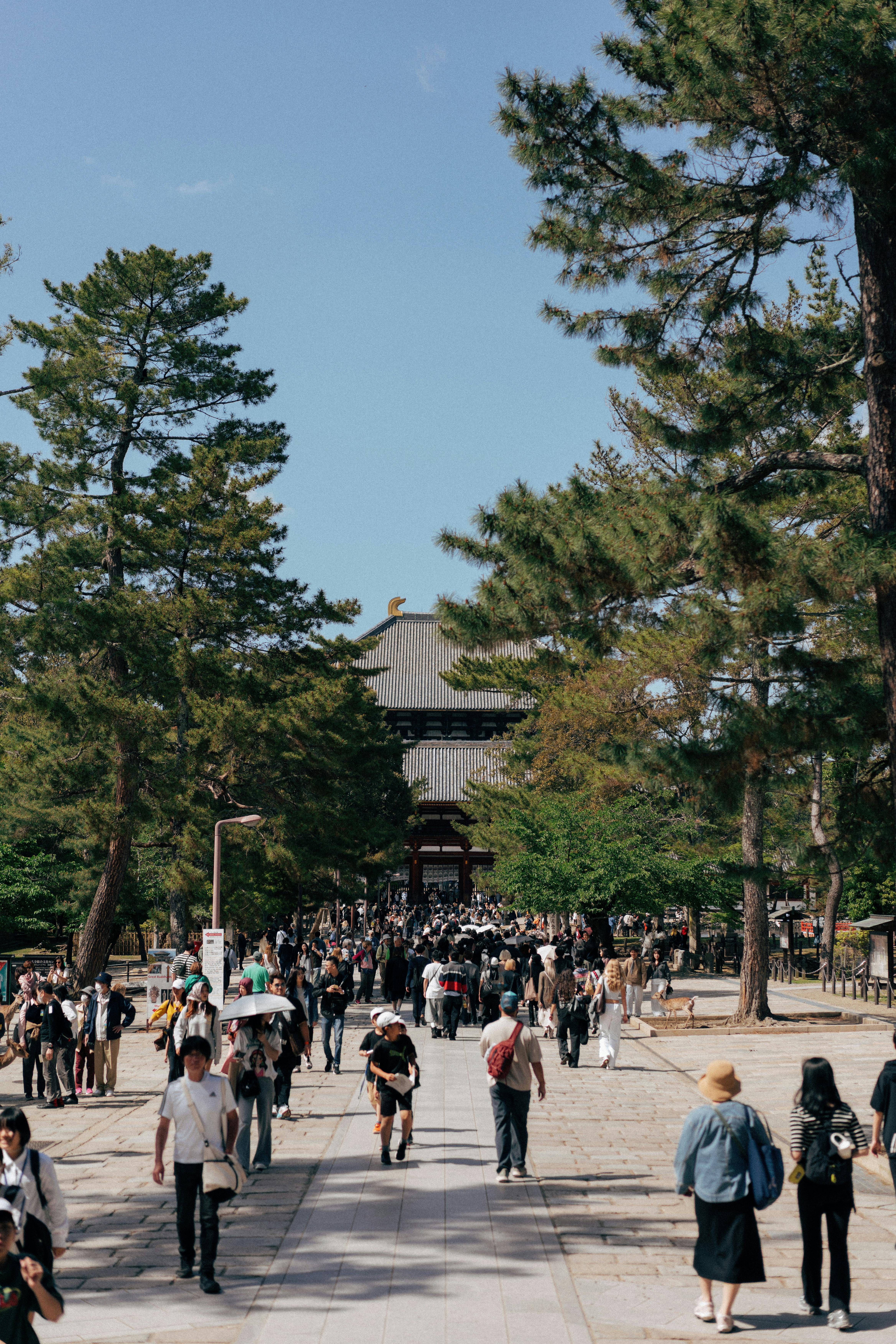 Visitors exploring Todai-ji Temple's scenic pathway in Nara, Japan on a sunny day.