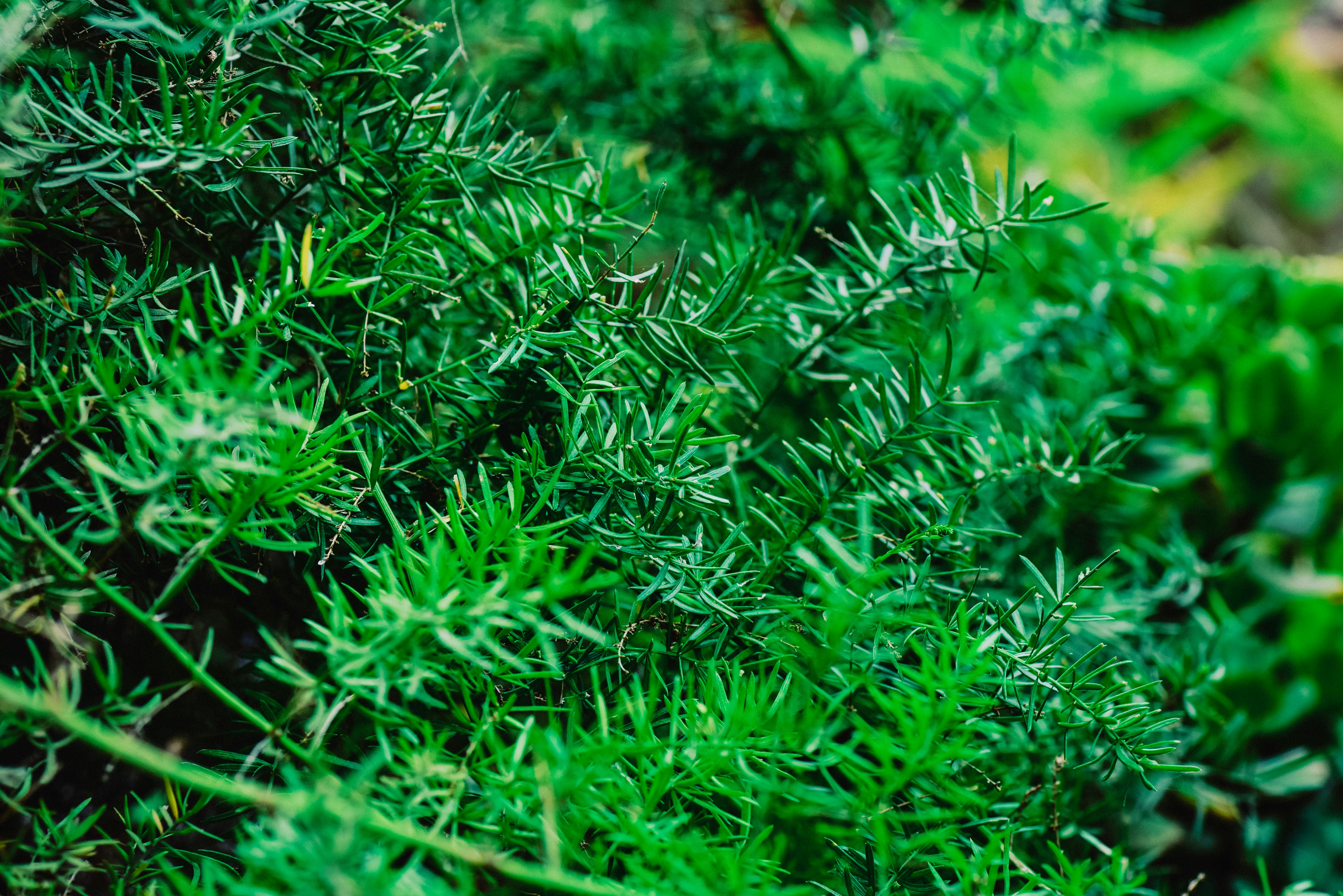 Asparagus Fern