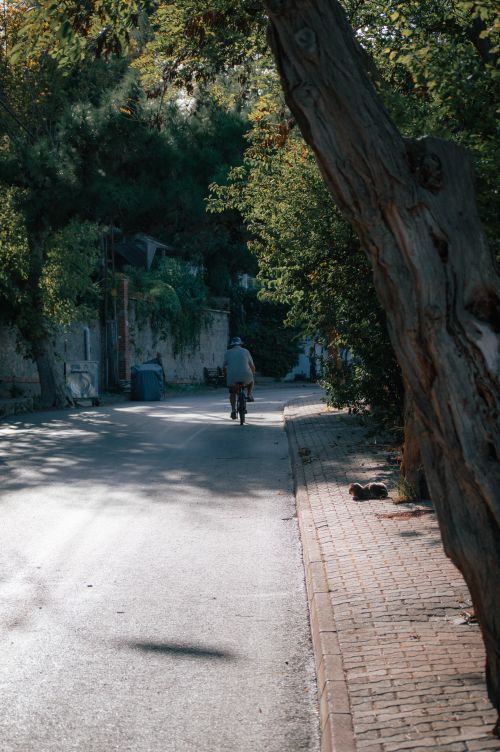 Free Person cycling on a tranquil sunlit street with overhanging trees. Stock Photo