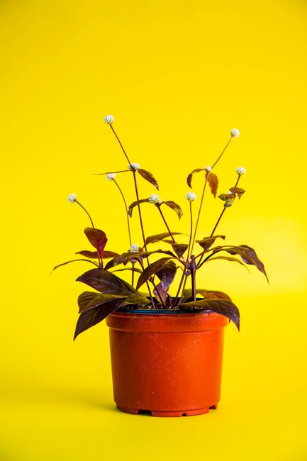 A colorful houseplant with long stems in a red pot against a vivid yellow backdrop. Perfect for bright interior spaces.