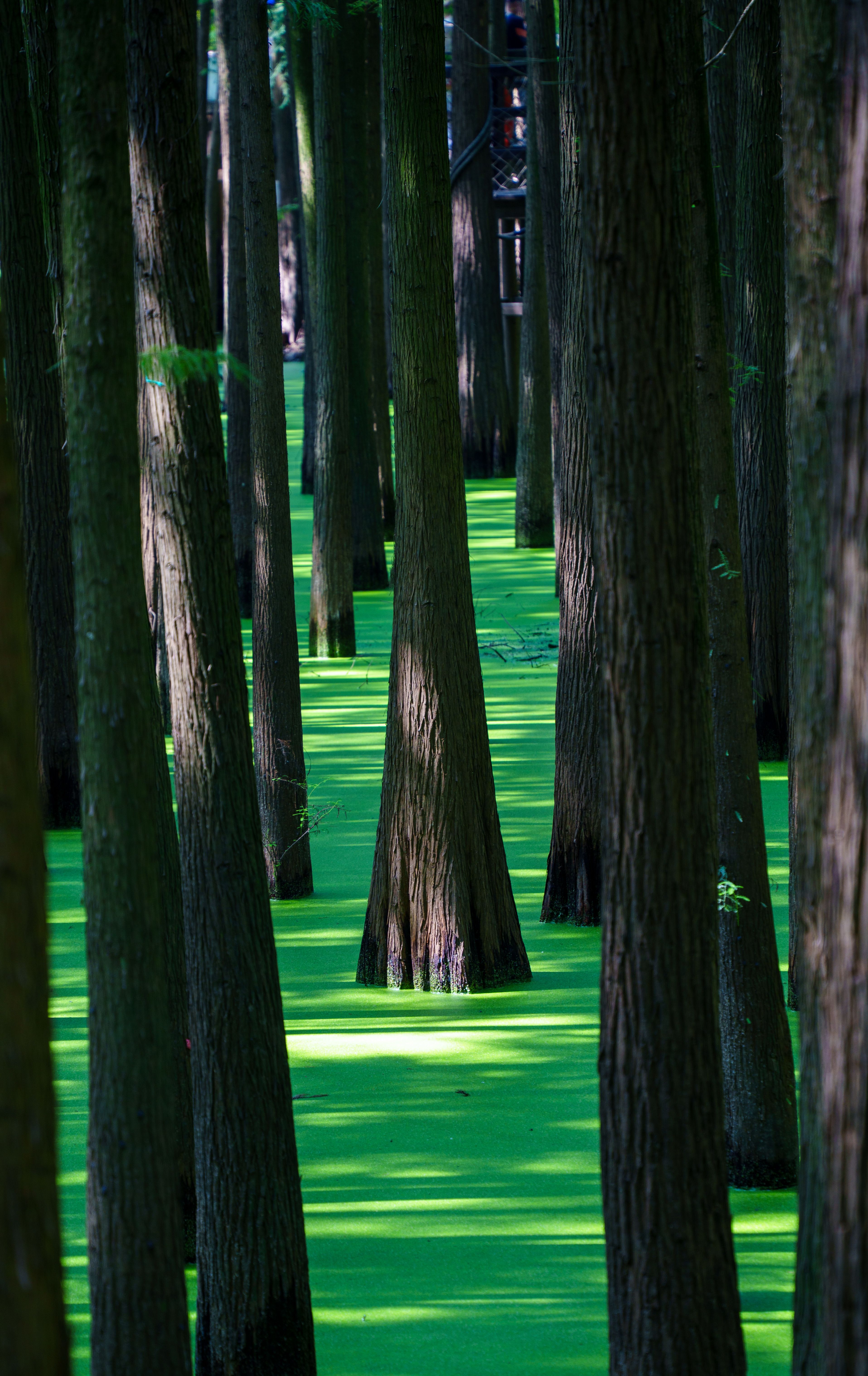 Tranquil forest scene with vibrant green algae covering water, creating a serene atmosphere.