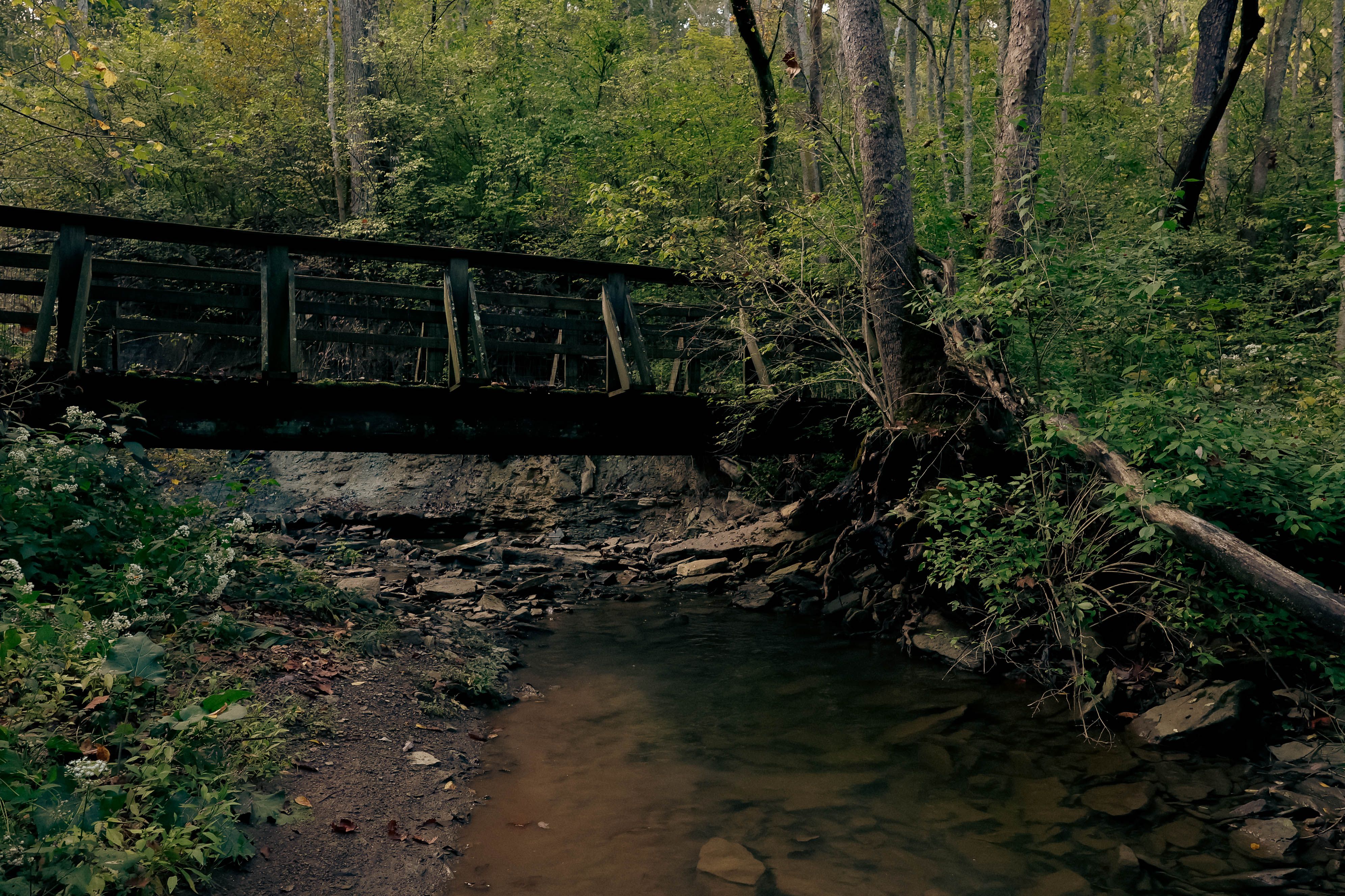 Quiet wooden bridge over a creek in a forested area