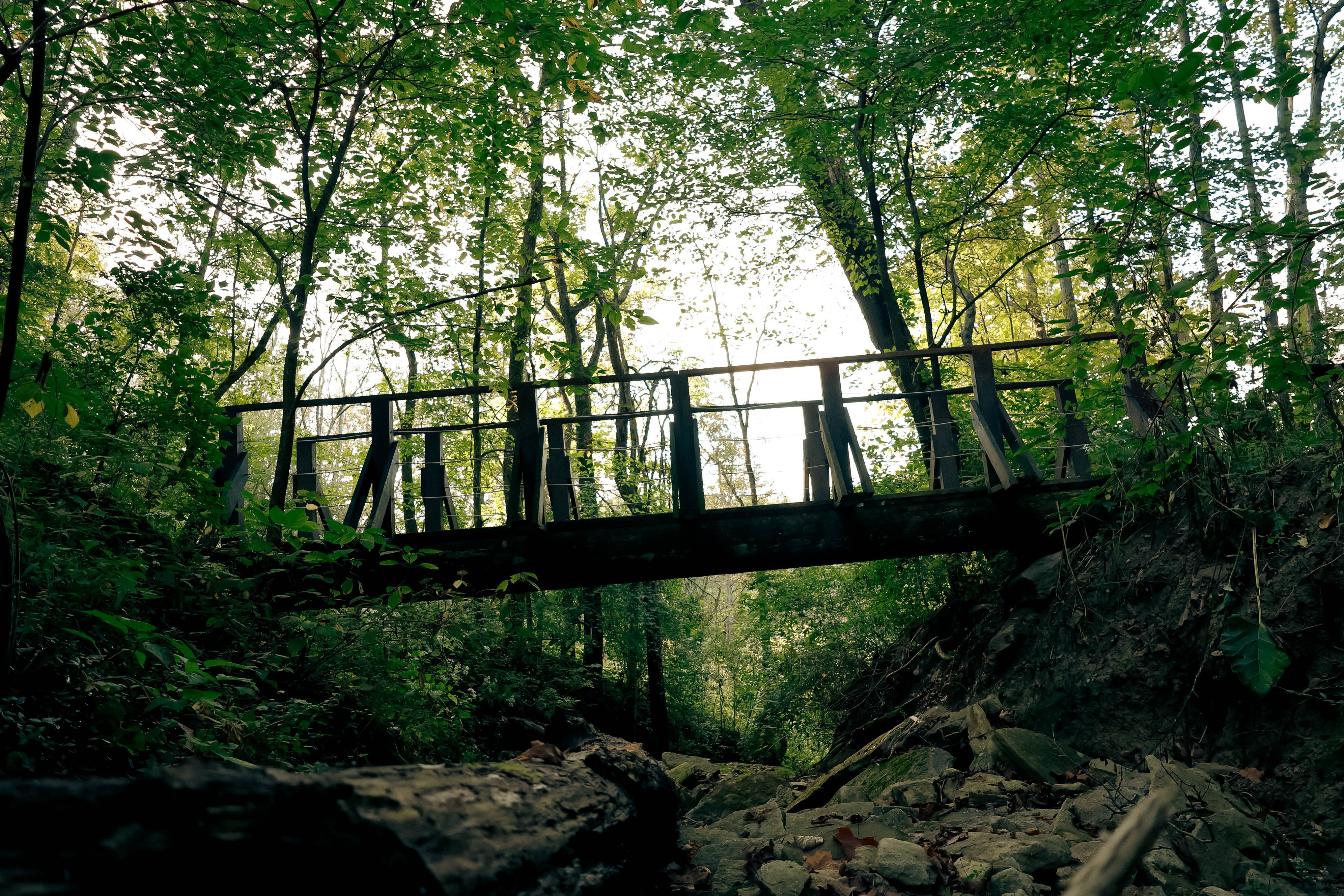 Rustic Wooden Bridge in Serene Forest Setting · Free Stock Photo