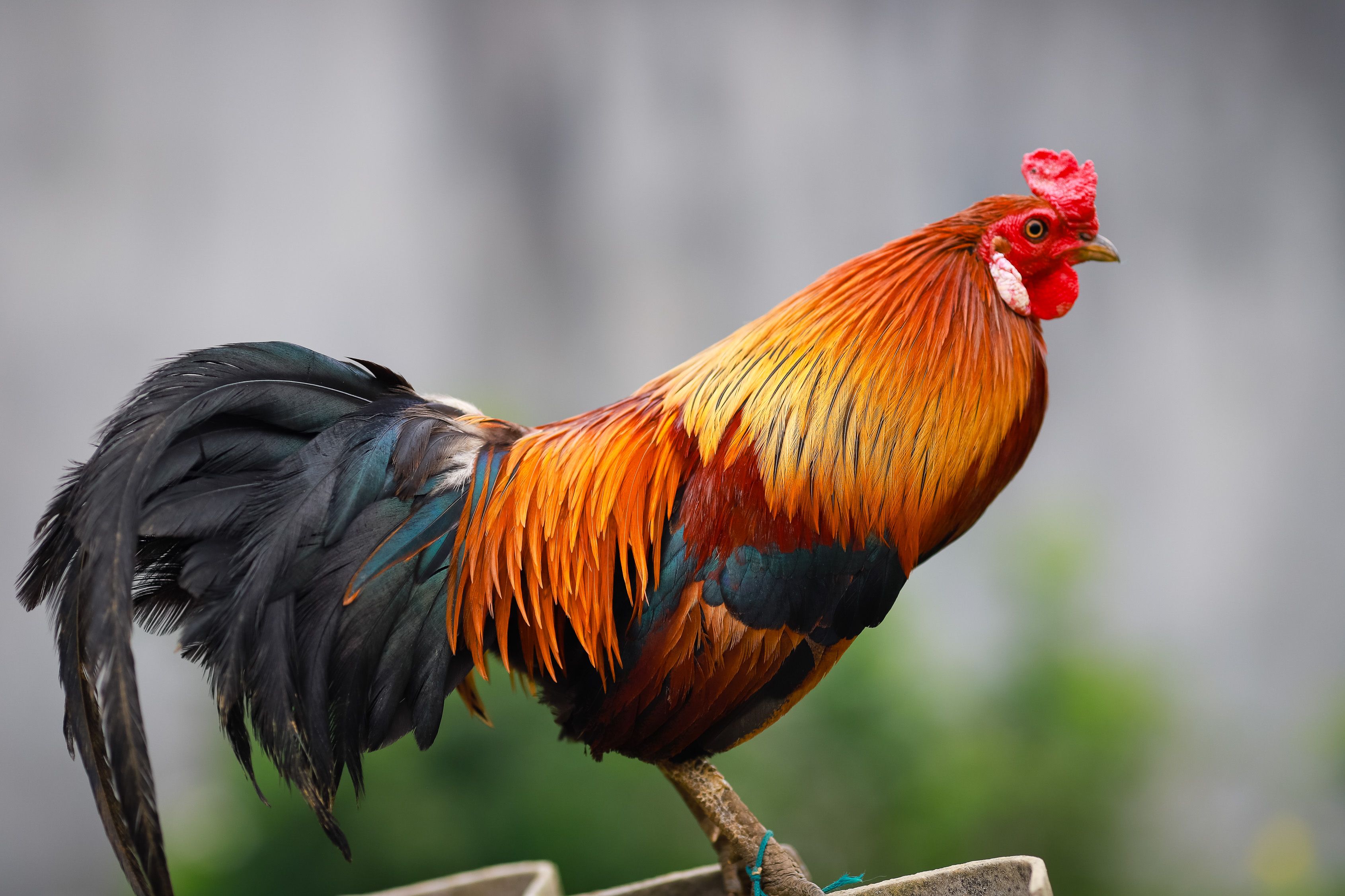 A colorful rooster perched outdoors in Lào Cai, Vietnam, displaying vivid plumage.
