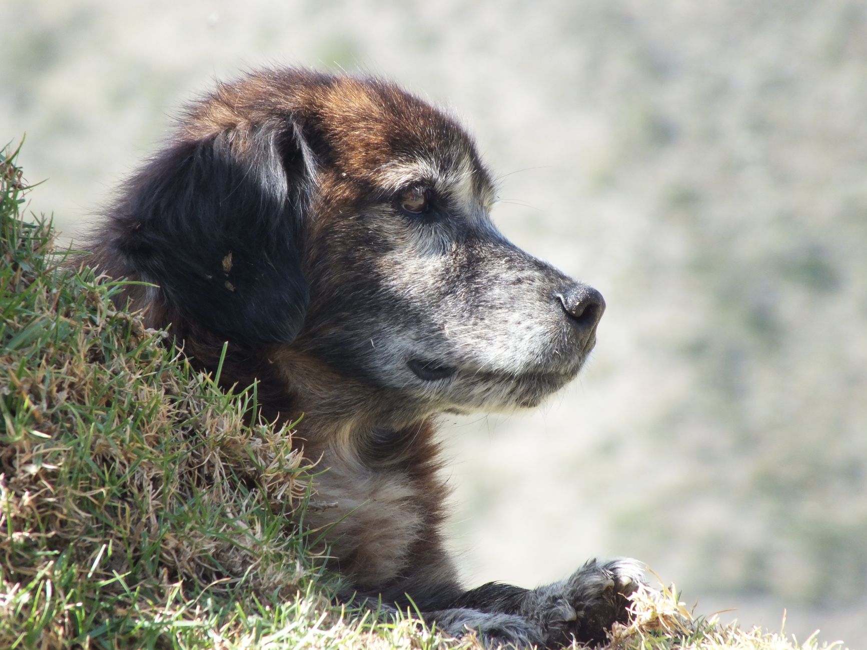 Portrait of a dog at a veterinary clinic