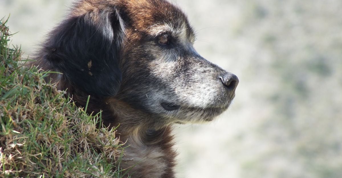 When to Euthanize a Dog: Quality of Life Scale Explained
