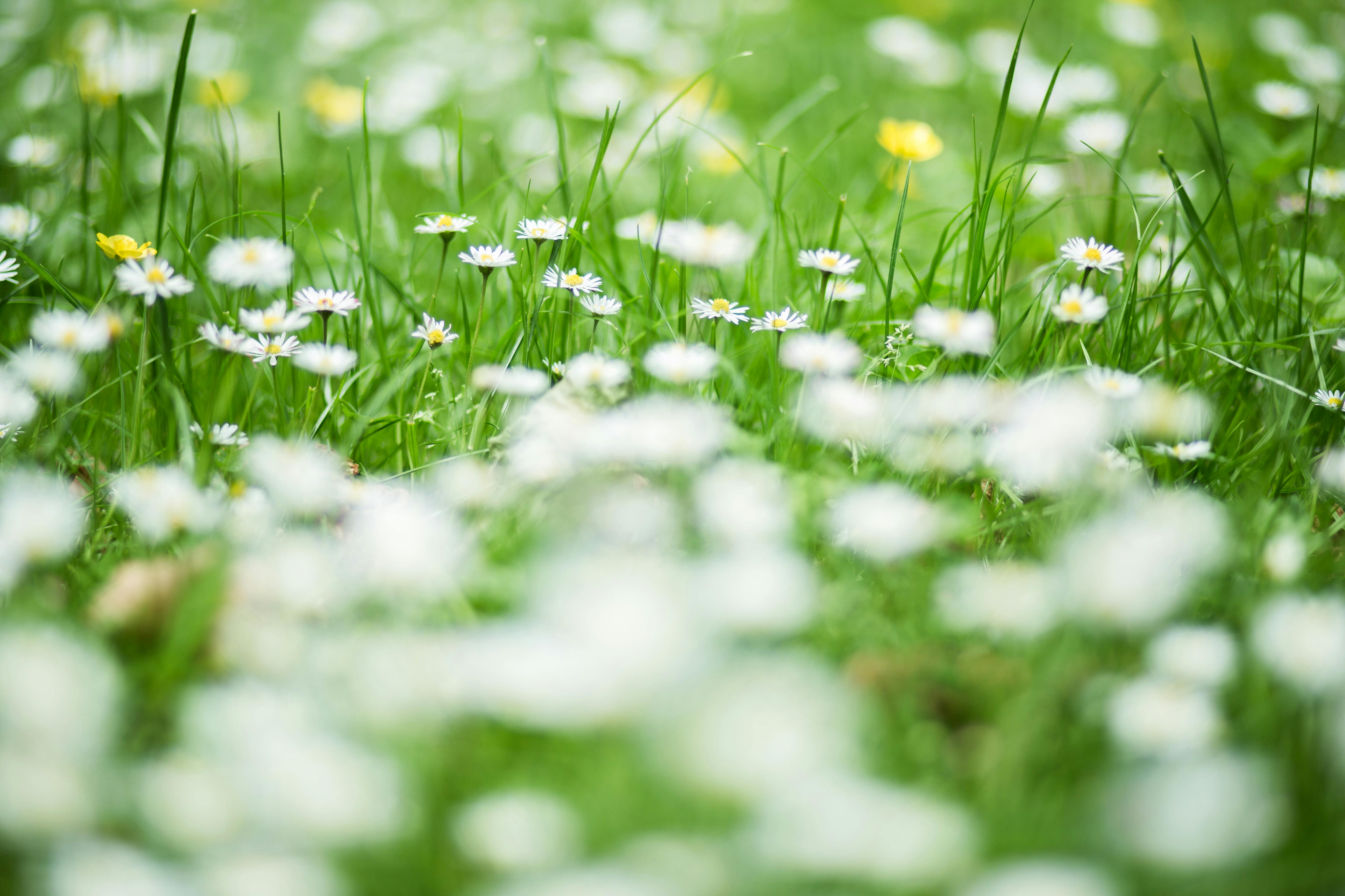 Imagine De Stoc Gratuită Cu Bokeh Buruiană Engleză Daisy