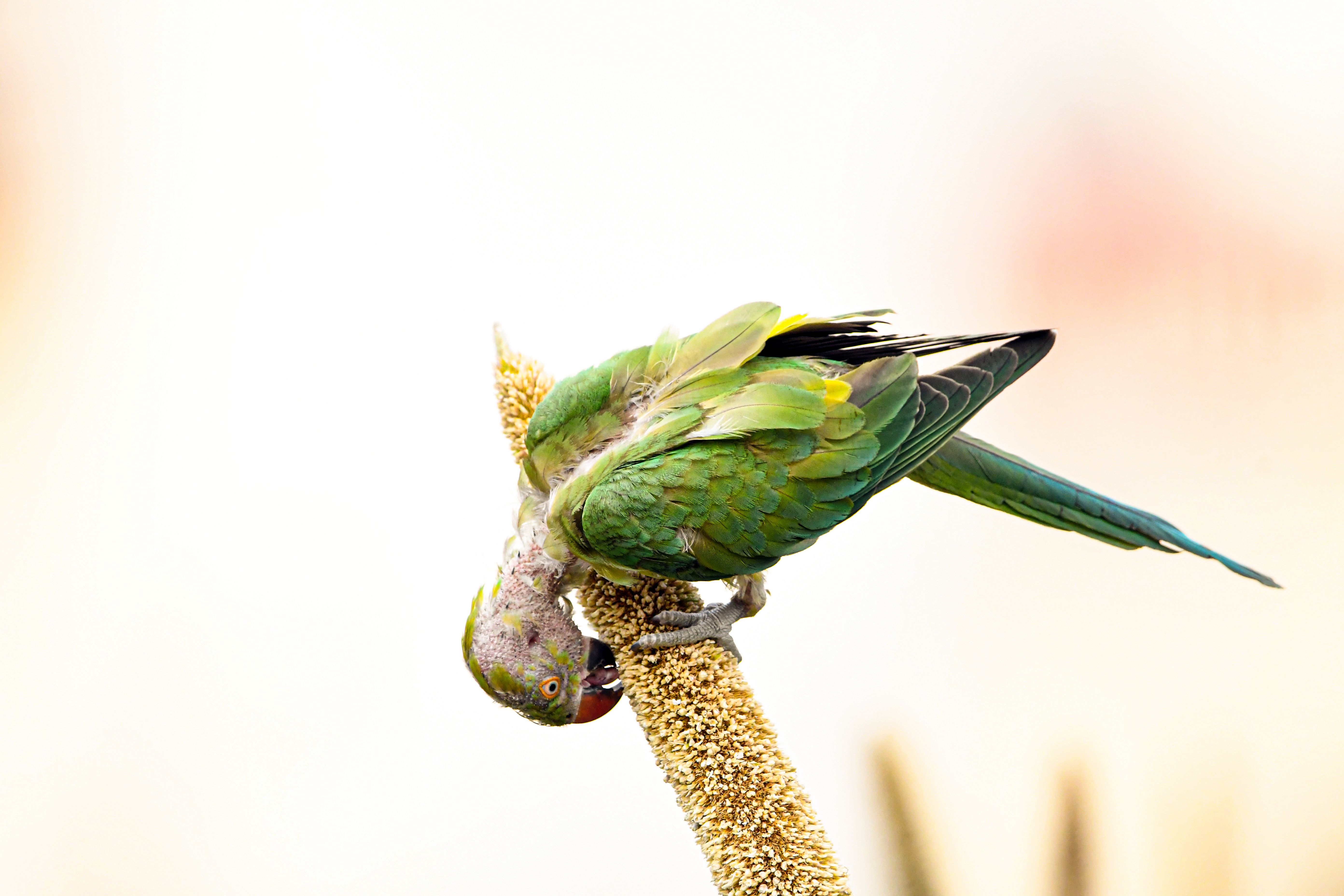 Parrot enjoying high-value treat used for positive reinforcement training