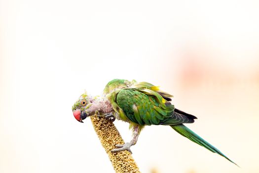Detailed image of a rose-ringed parakeet with vibrant green feathers feeding on millet.