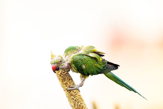 Vibrant green parrot perched on a grain stalk against a bright background.