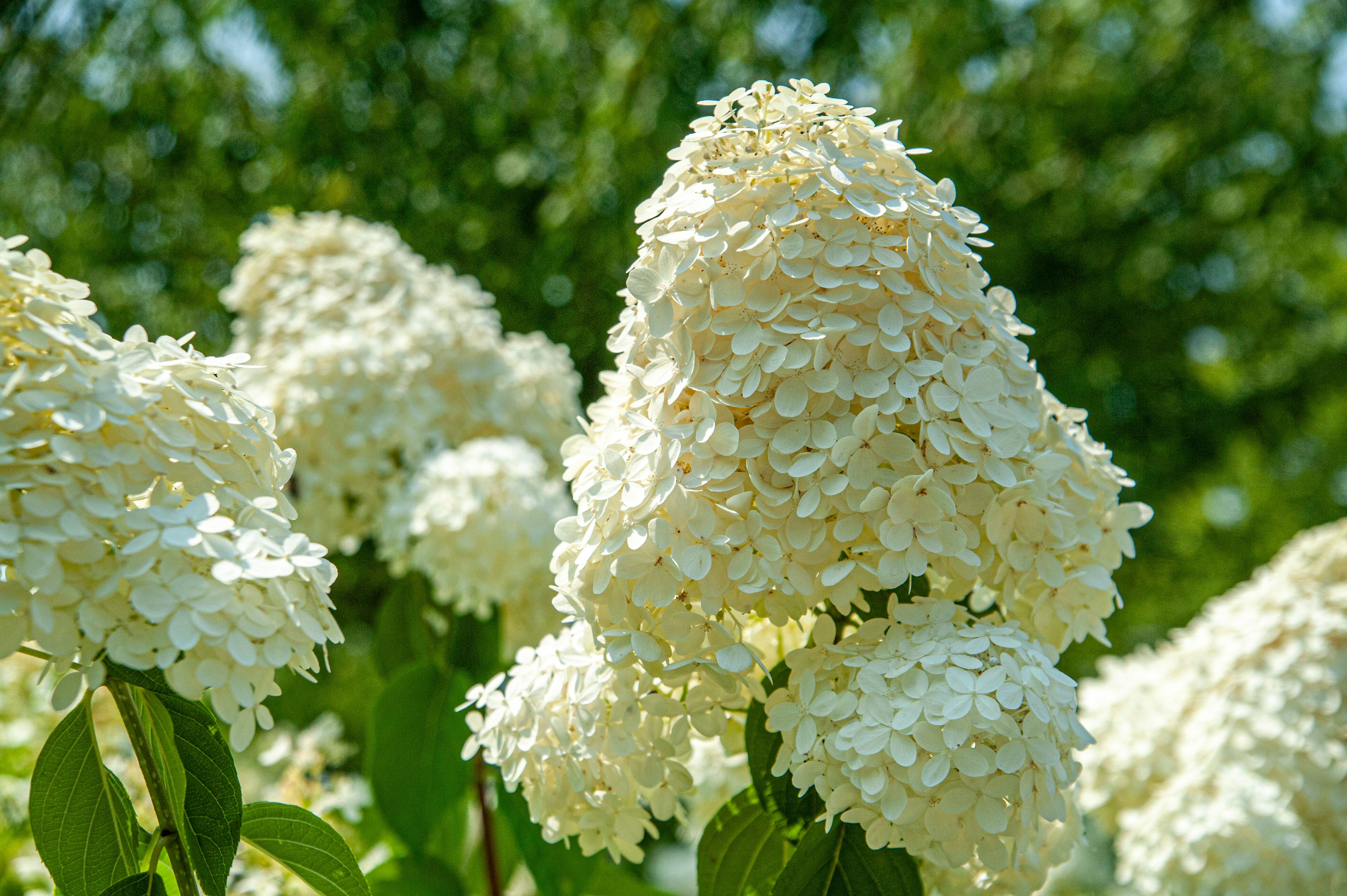 Close-up of lush white hydrangeas blooming vibrantly in a sunny garden setting.