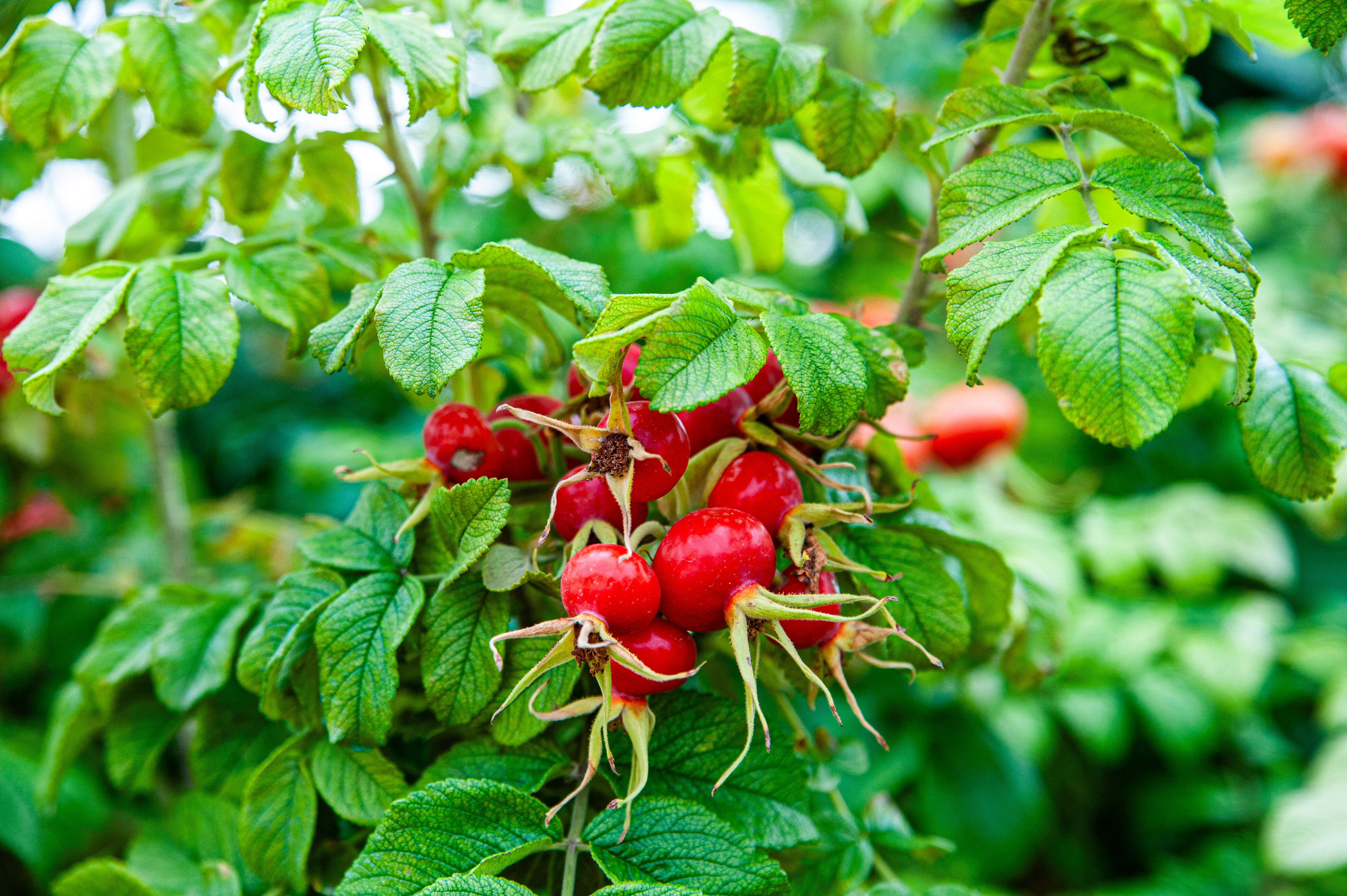 Rose Hips Varieties