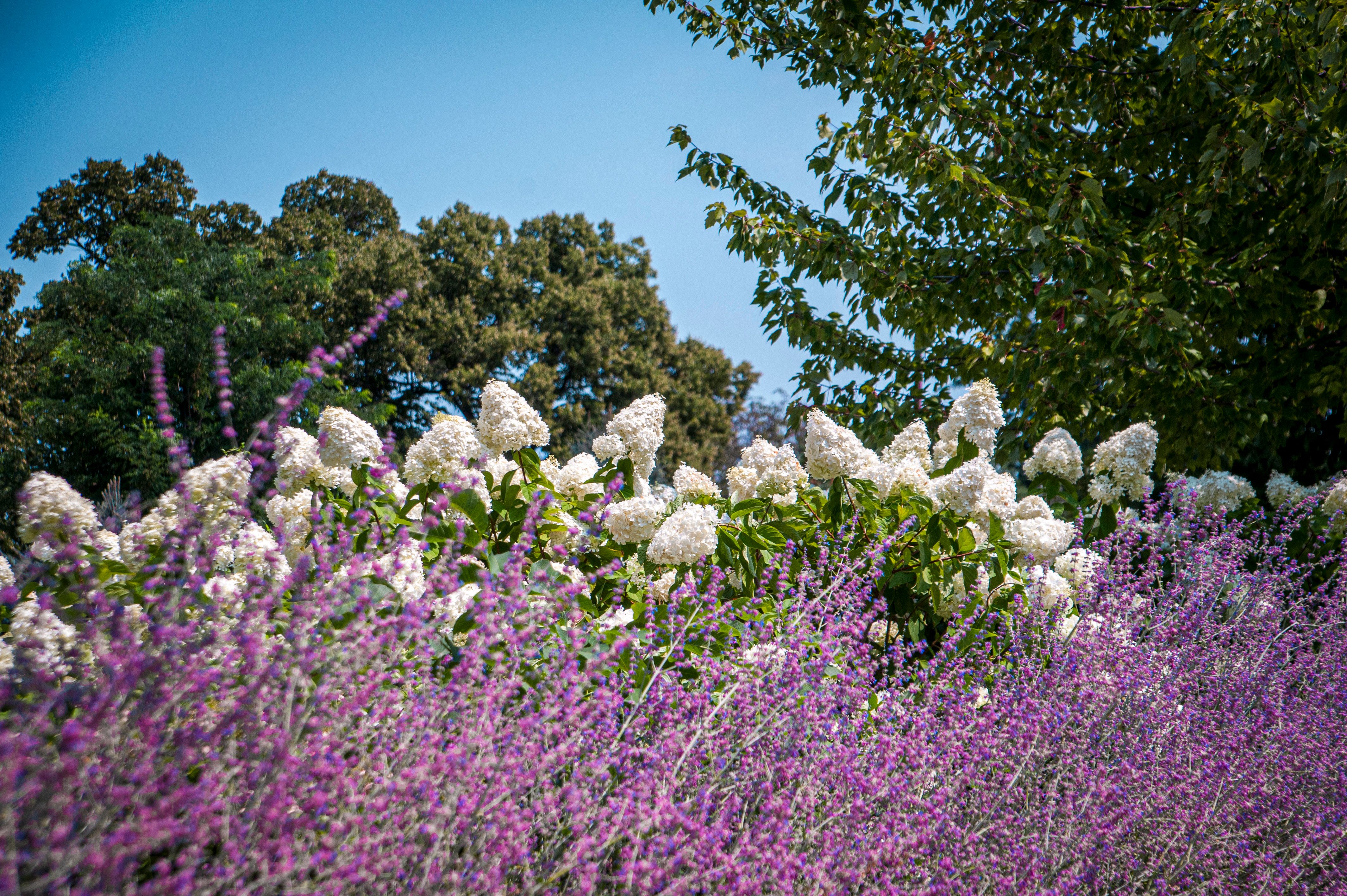 Vibrant Garden in Bloom During Summer · Free Stock Photo