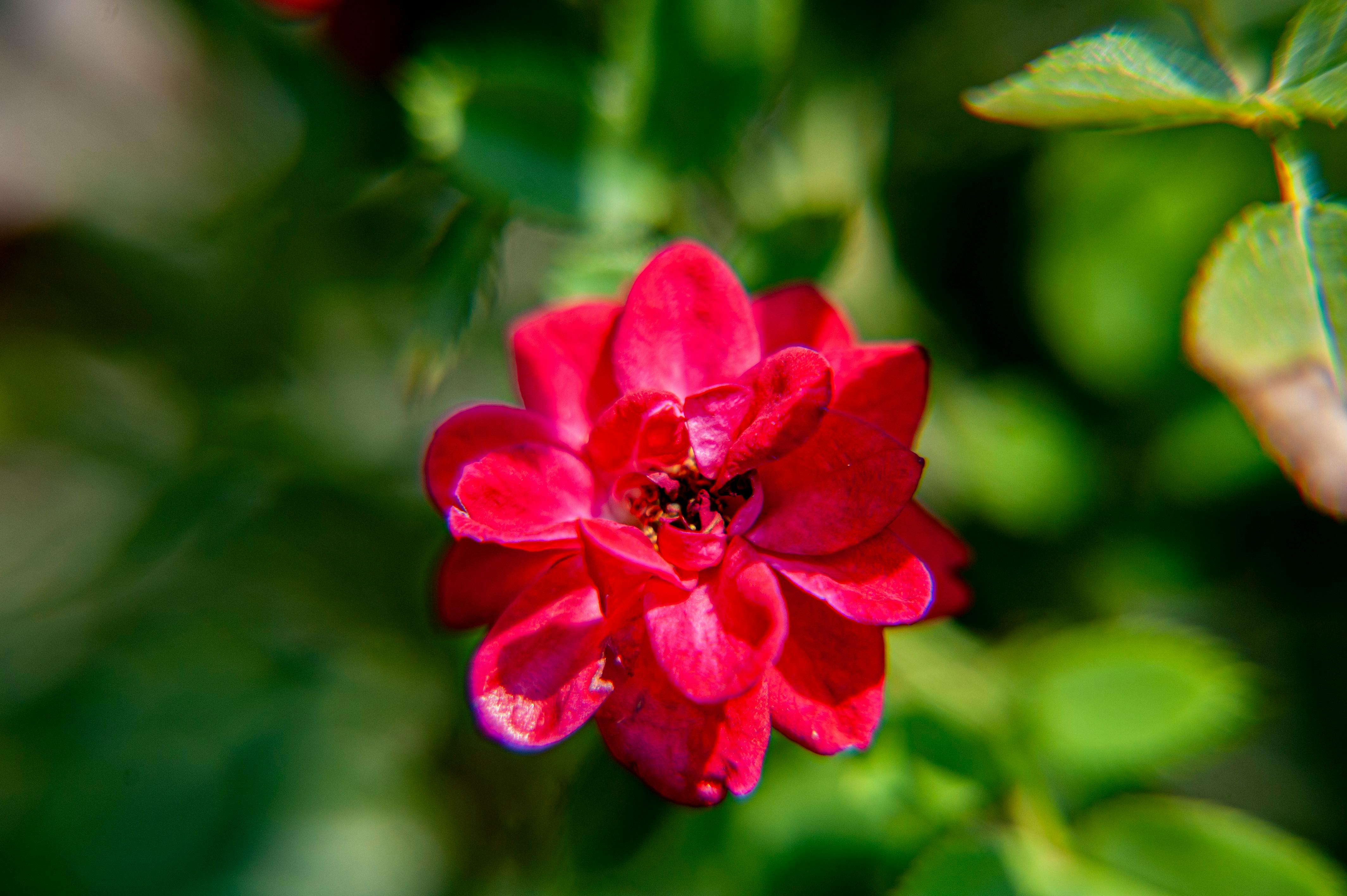 ฟรี ภาพระยะใกล้ของดอกกุหลาบสีแดงสดใสที่กำลังบาน ล้อมรอบด้วยใบไม้สีเขียวชอุ่มในสวนจอร์เจียน คลังภาพถ่าย