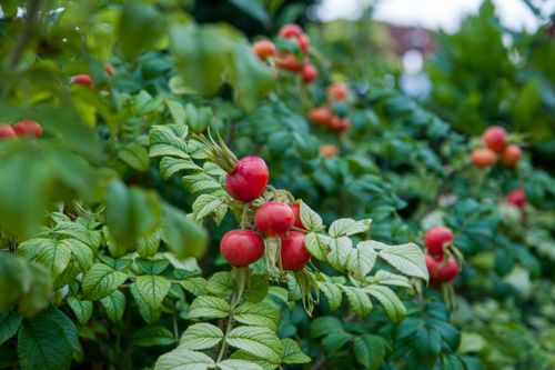 Free Close-up of ripe red rose hip berries on a bush, showcasing lush green foliage. Stock Photo