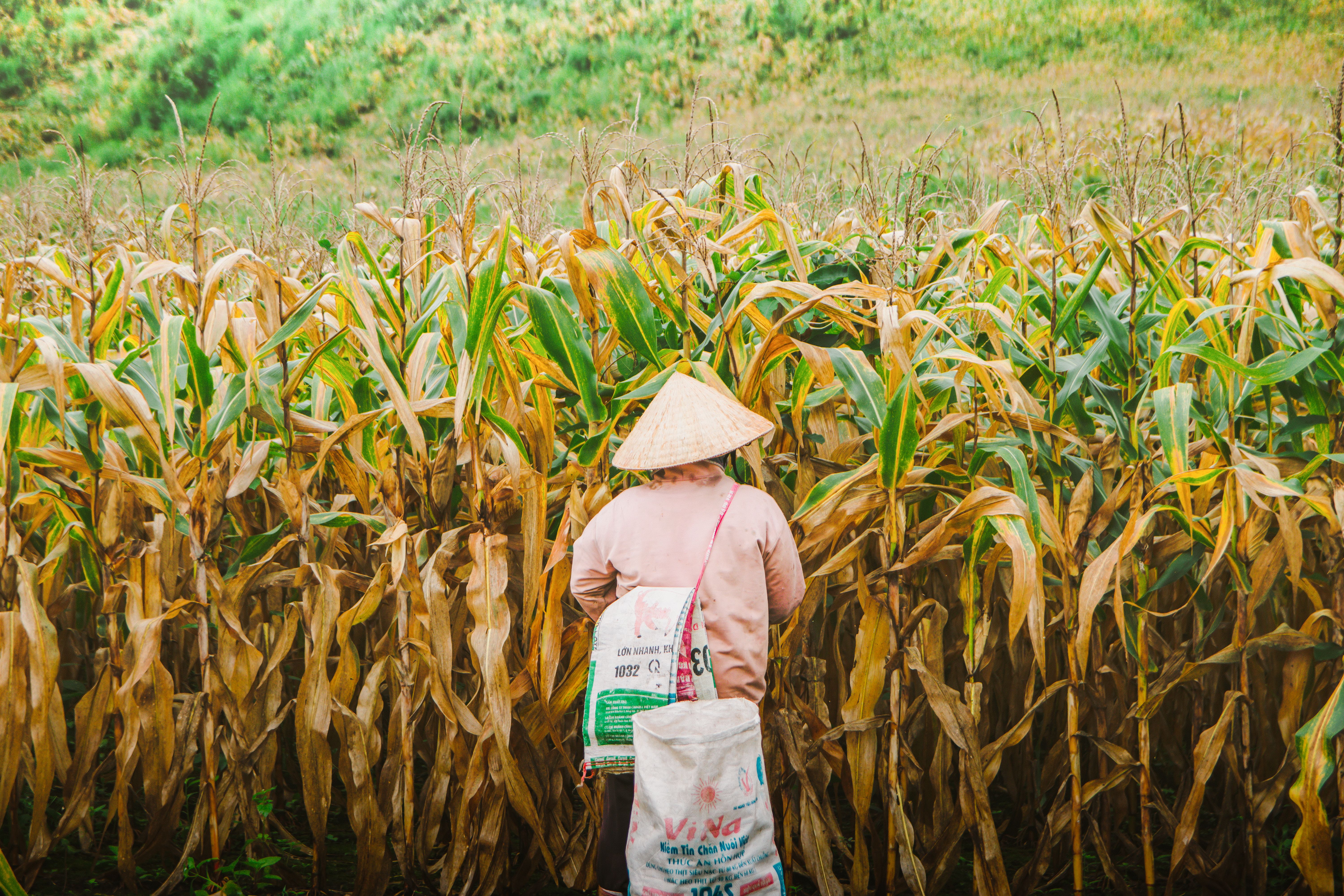 Vietnamese Farmer in Cornfield During Harvest Season · Free Stock Photo