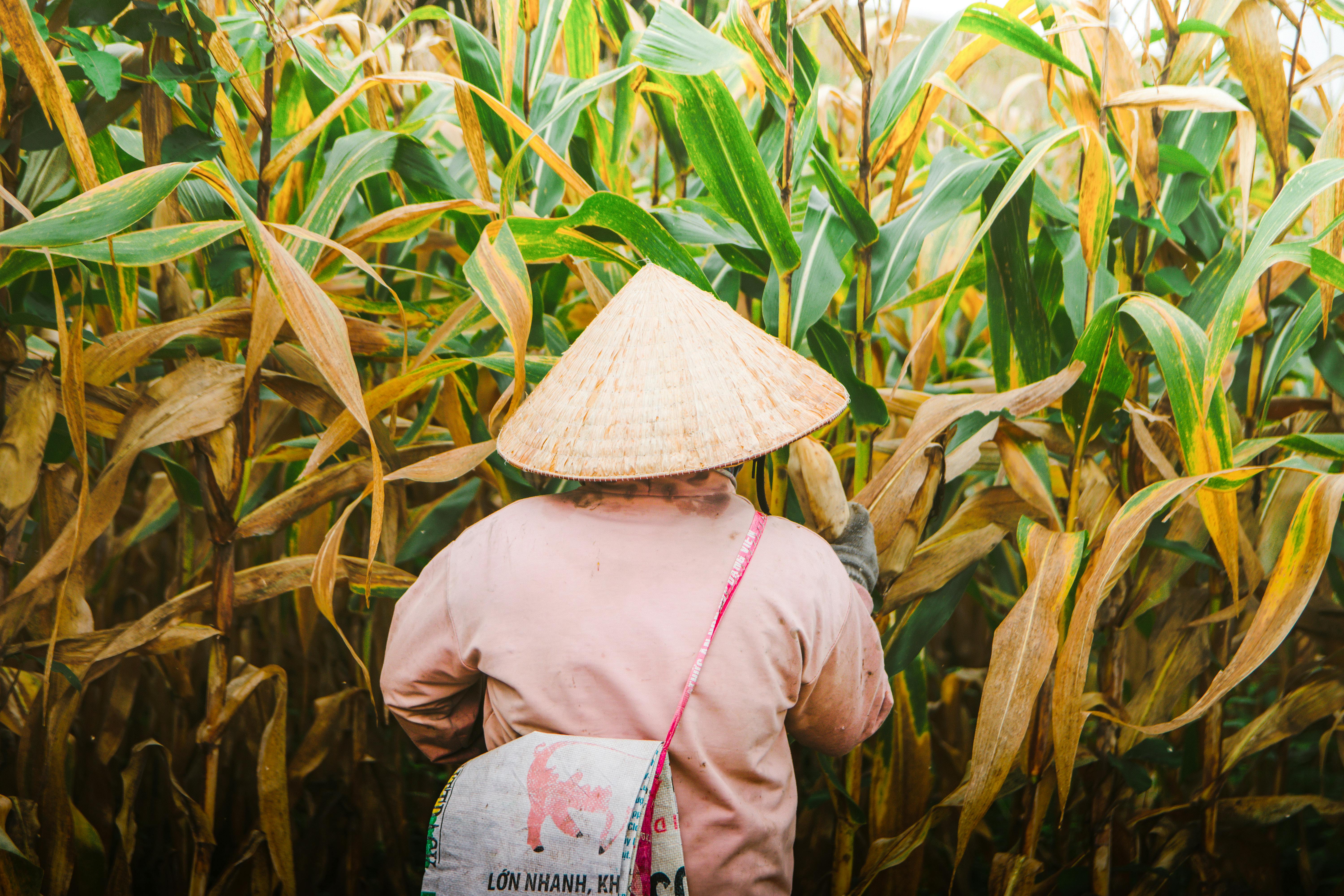 Year-end financial planning for farmers — Photo by Tường Chopper on Pexels