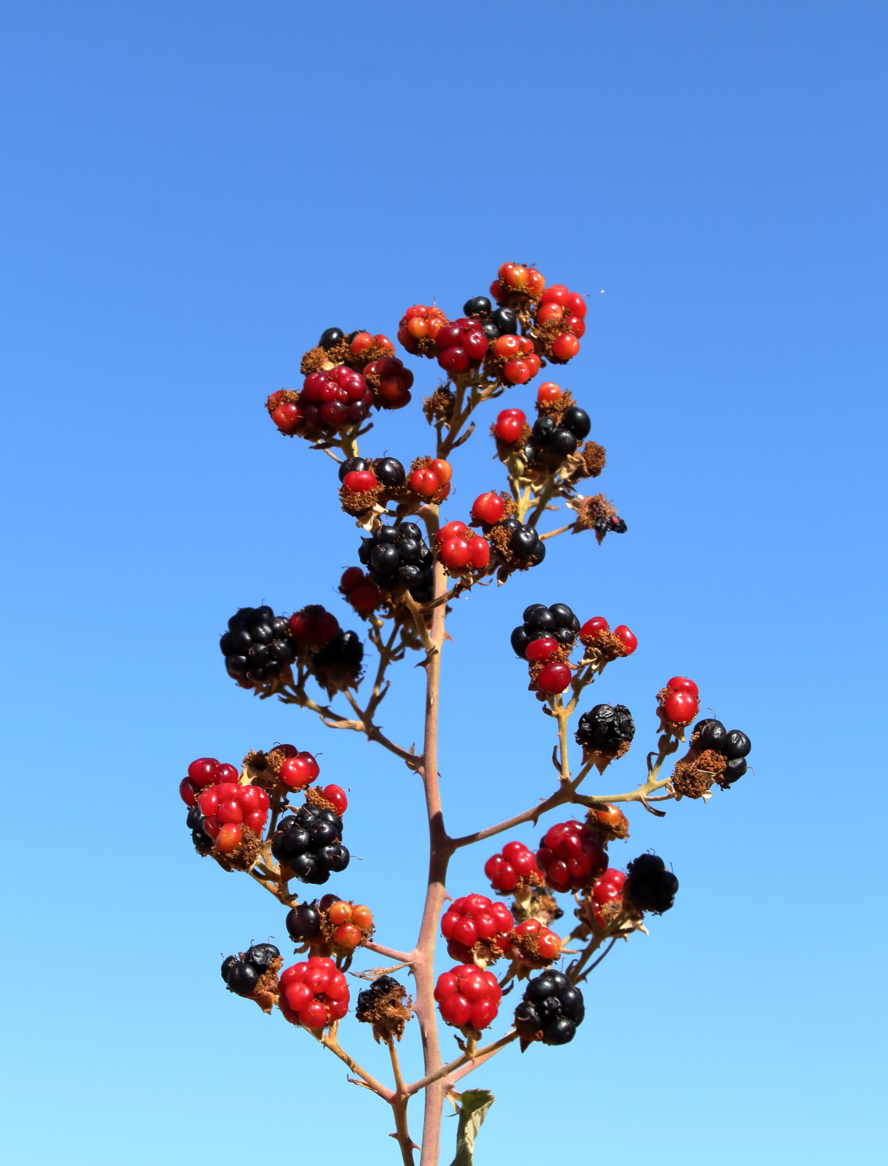 Foto de stock gratuita sobre @al aire libre, agricultura, al aire libre ...