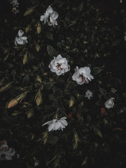 白色花瓣花朵的选择性聚焦摄影