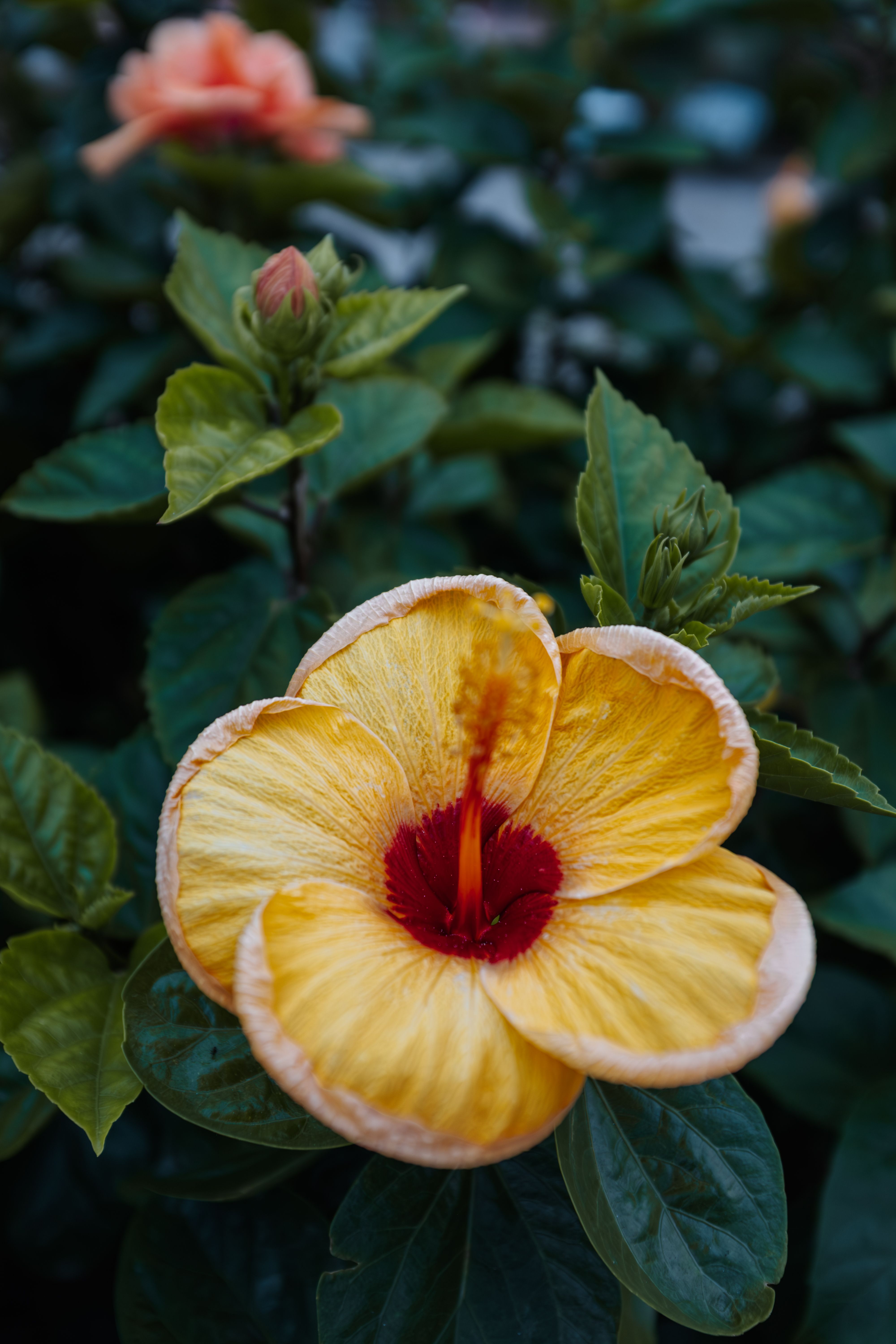 Vibrant Yellow Hibiscus Flower in Bloom · Free Stock Photo