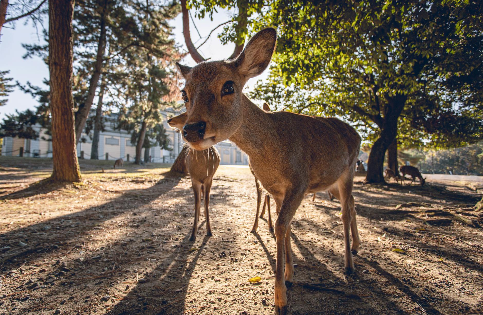 Brown Deer Photography