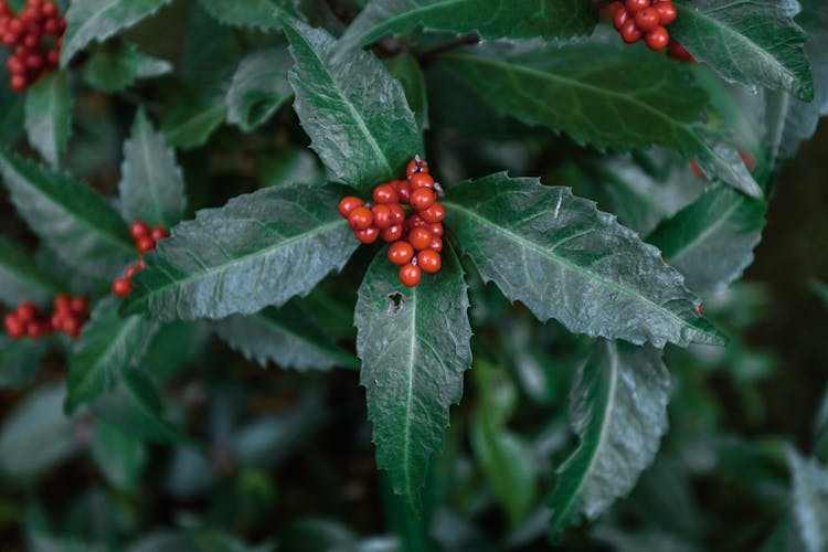 Bunch Of Red Wild Berries Growing On Green Bush