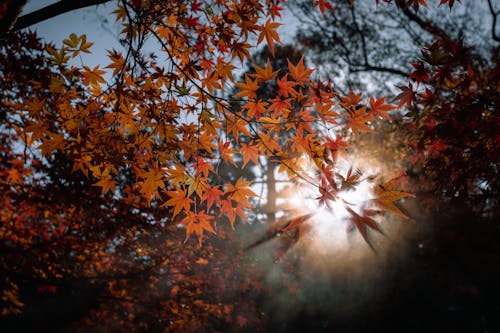 Free Macro Photography of Maple Trees Stock Photo