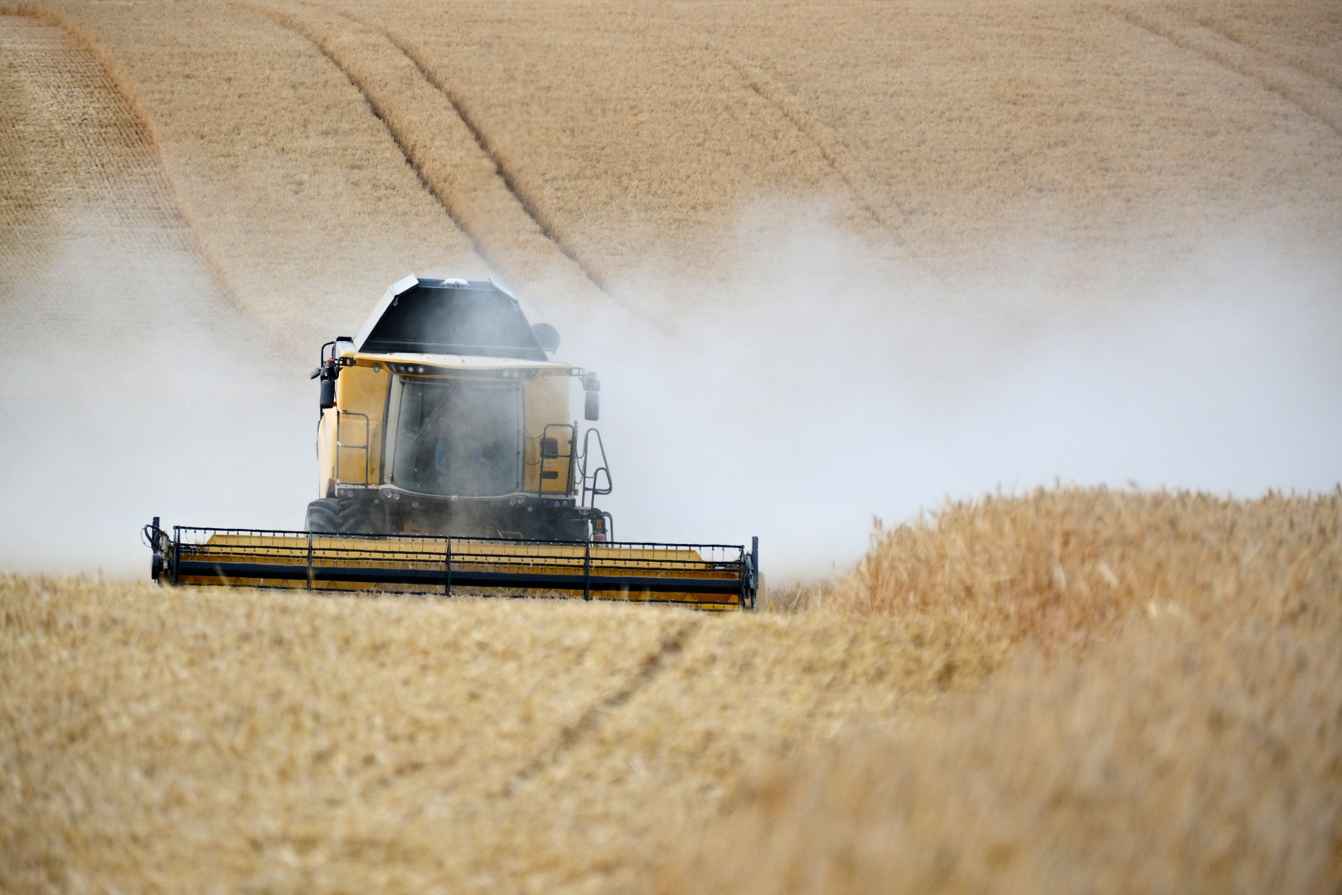 Raízes de pastagens: por que entender seu crescimento é crucial para a agricultura sustentável