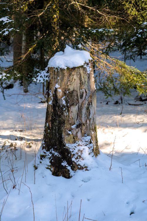 Free A snow-covered tree stump stands in a peaceful winter forest scene. Stock Photo