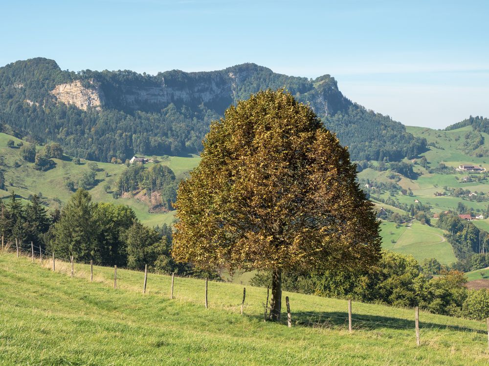 Scenic Landscape with Lone Tree and Hills · Free Stock Photo