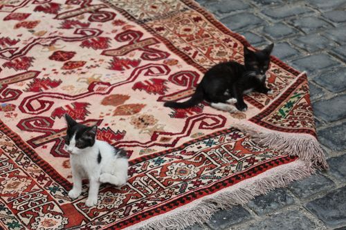 Free Two kittens relax on a vibrant, patterned carpet placed on a cobblestone street. Stock Photo