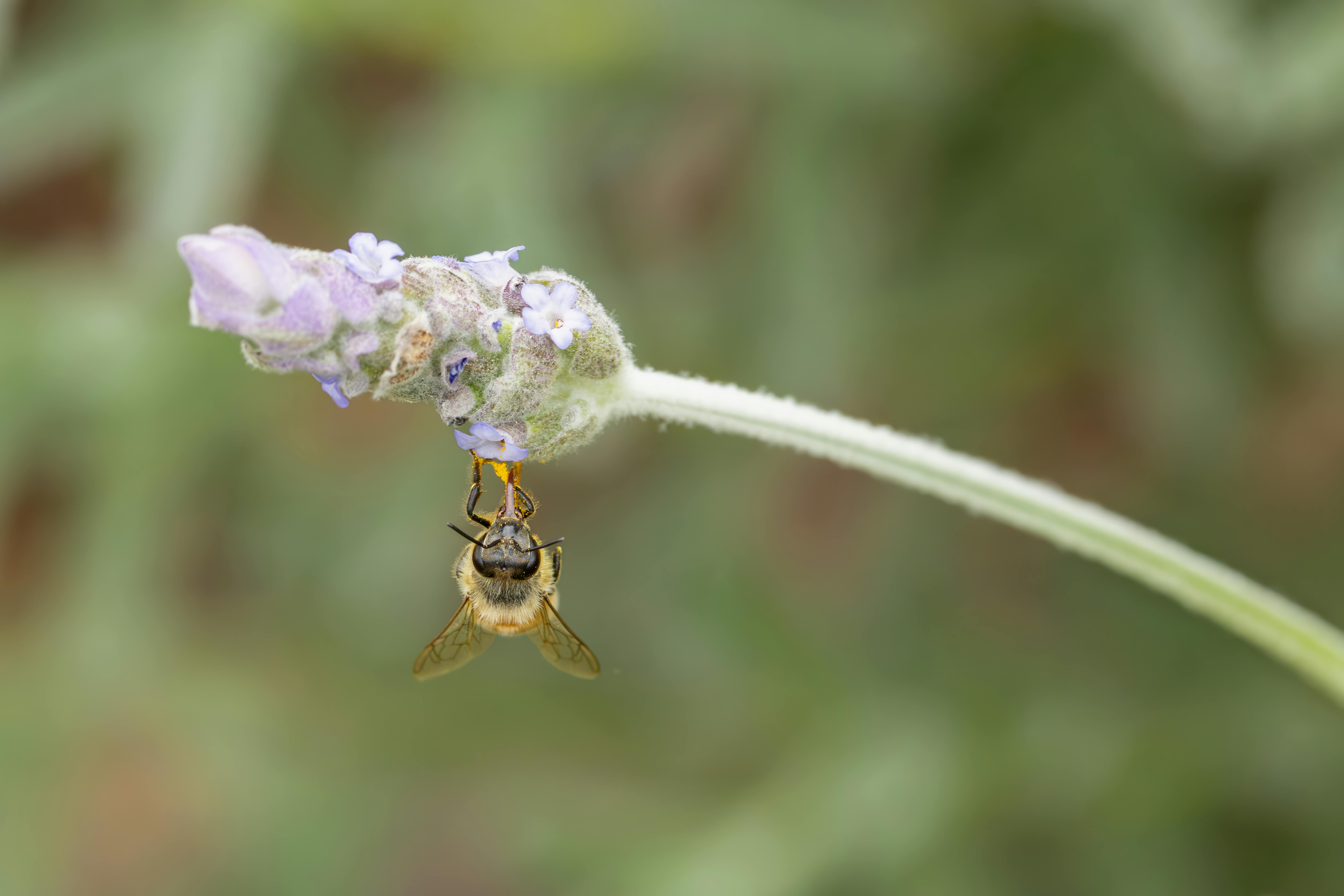 Wildlife Attracted by Colorful Habitats in Your Yard