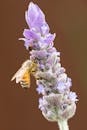 Honeybee on Lavender Flower Close-Up