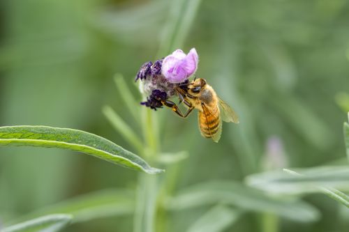 Free A honeybee collecting nectar from a lavender flower in Campbelltown, Australia. Stock Photo