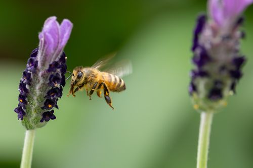 Free Detailed shot of a honeybee hovering near vibrant lavender flowers, capturing nature's beauty. Stock Photo