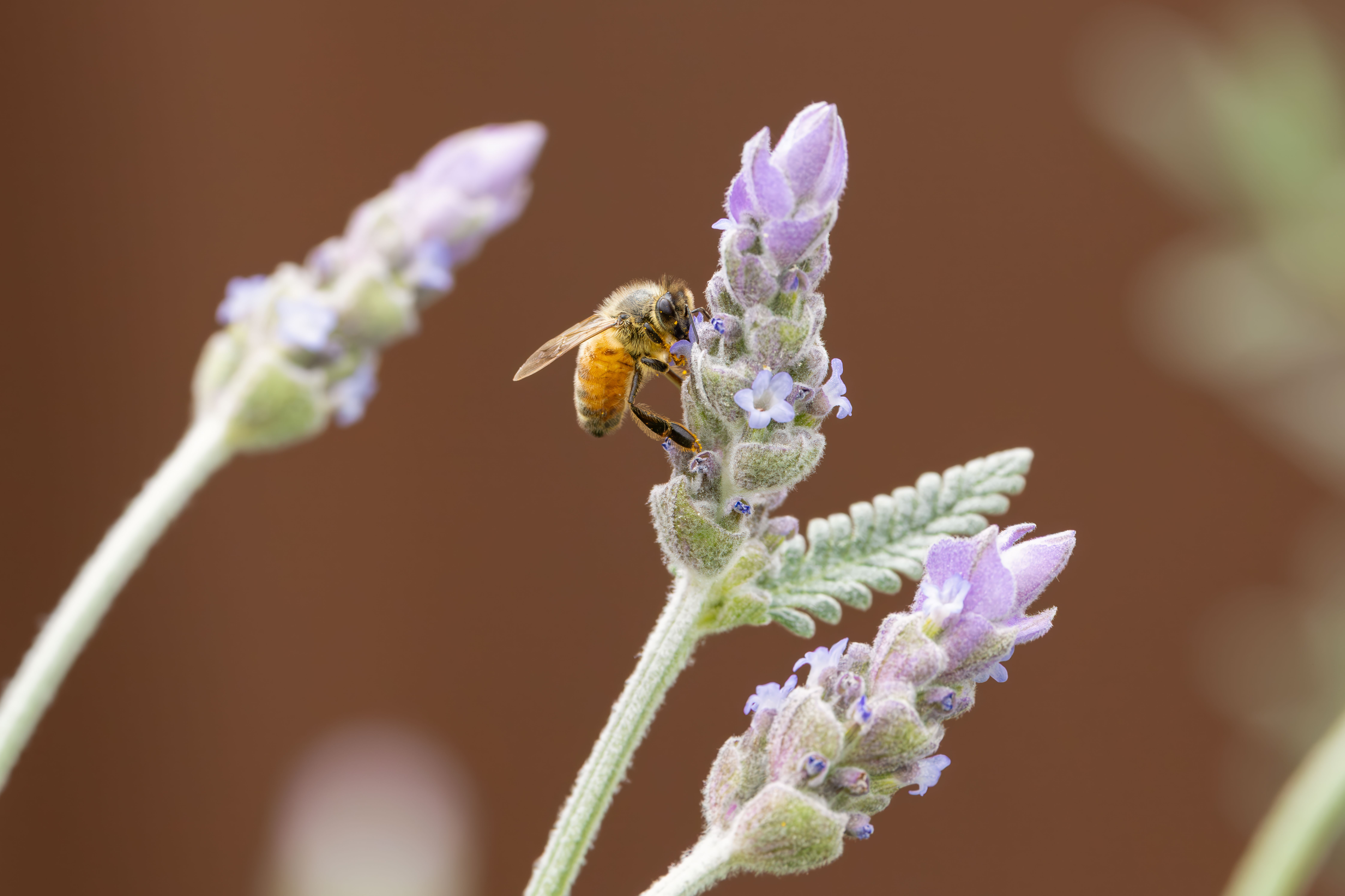 Trending in Australia: how I’d prep my garden for an El Niño summer