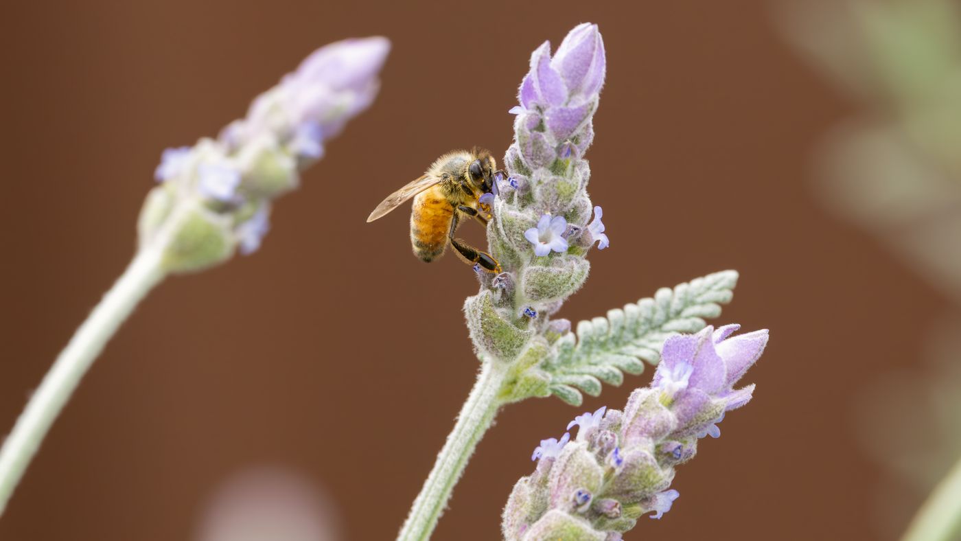 Trending in Australia: how I’d prep my garden for an El Niño summer