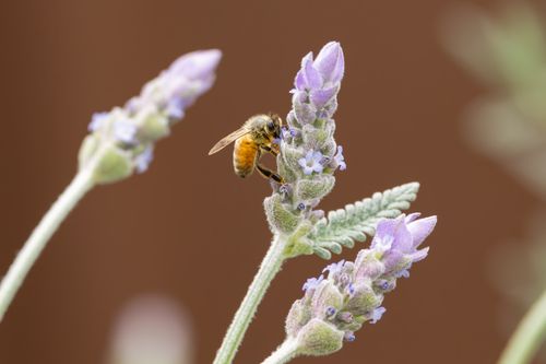 Free A honey bee pollinates lavender flowers in Campbelltown, Australia. Perfect nature shot. Stock Photo
