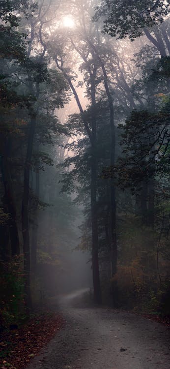 Ingyenes stockfotó erdei ösvény, erdő, esés témában