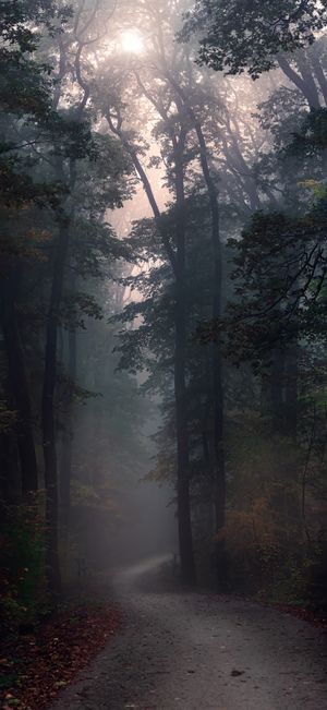 Foggy forest path at dusk, photo by Simon Berger on Pexels