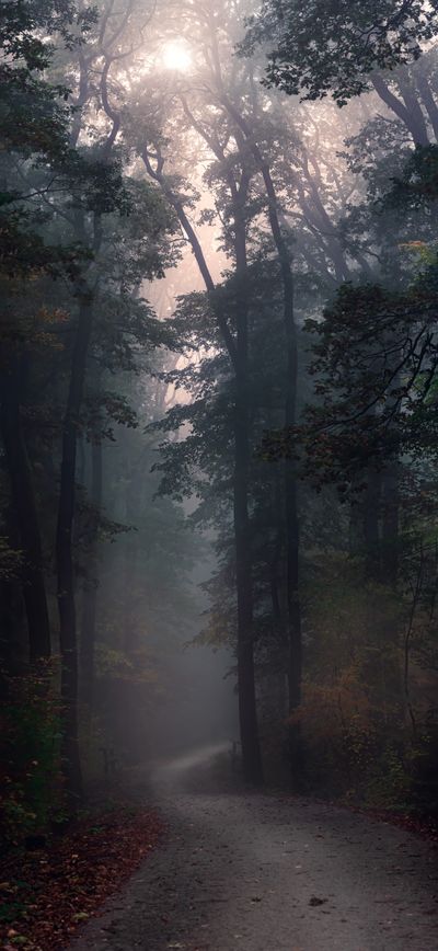 Fog burning off a forest track, photo by Simon Berger on Pexels