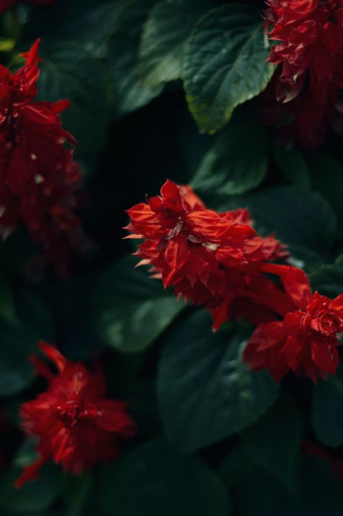 Free Close-up of vibrant red Salvia splendens flowers amidst dark green leaves. Stock Photo