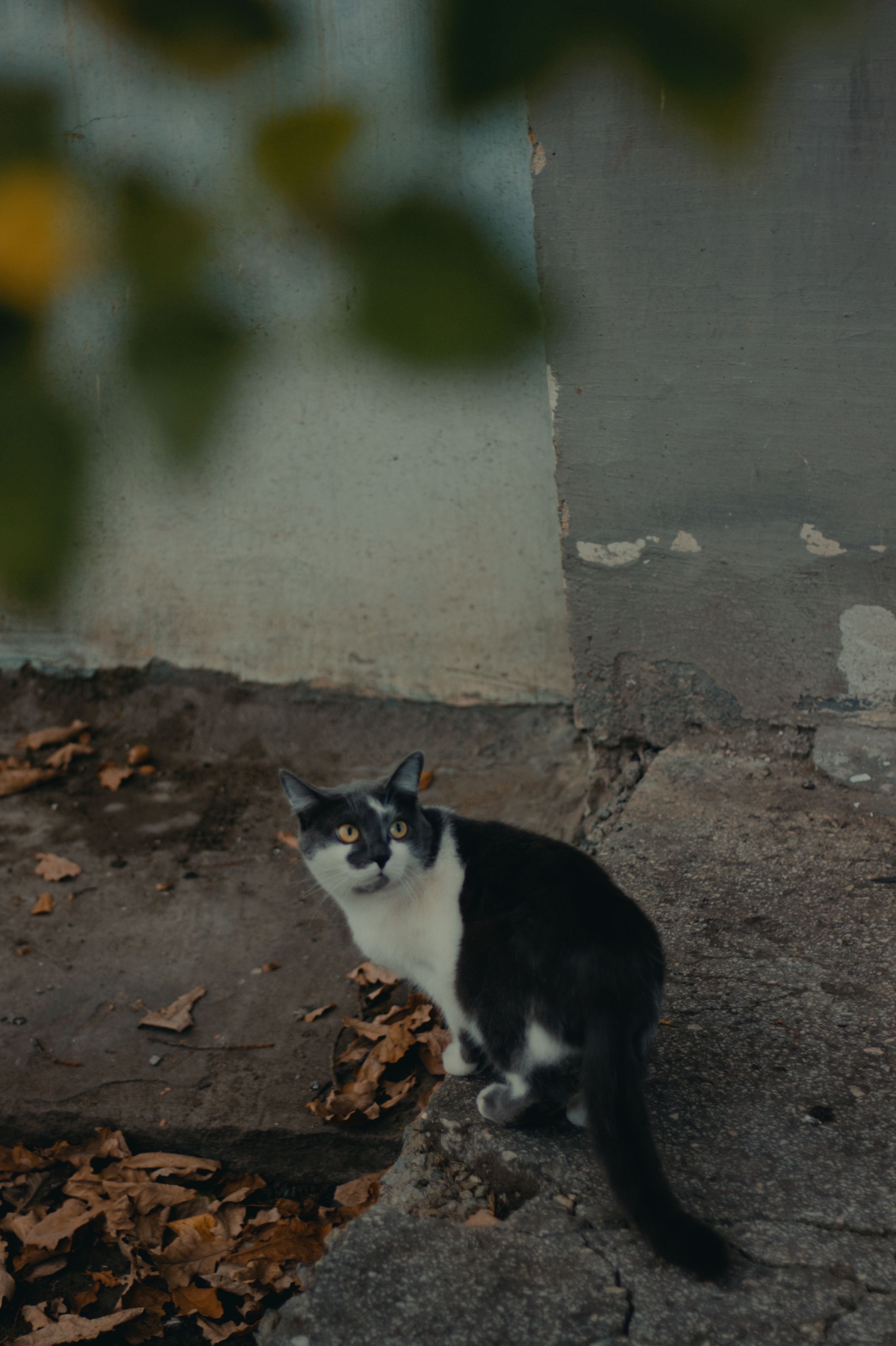 Black and White Cat on Urban Pavement · Free Stock Photo