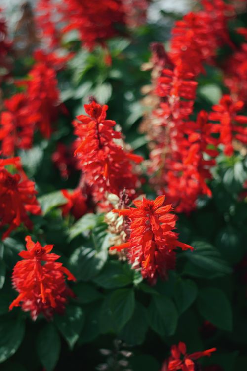 Free Close-up of vibrant red flowers basking in sunlight within a lush garden setting. Stock Photo