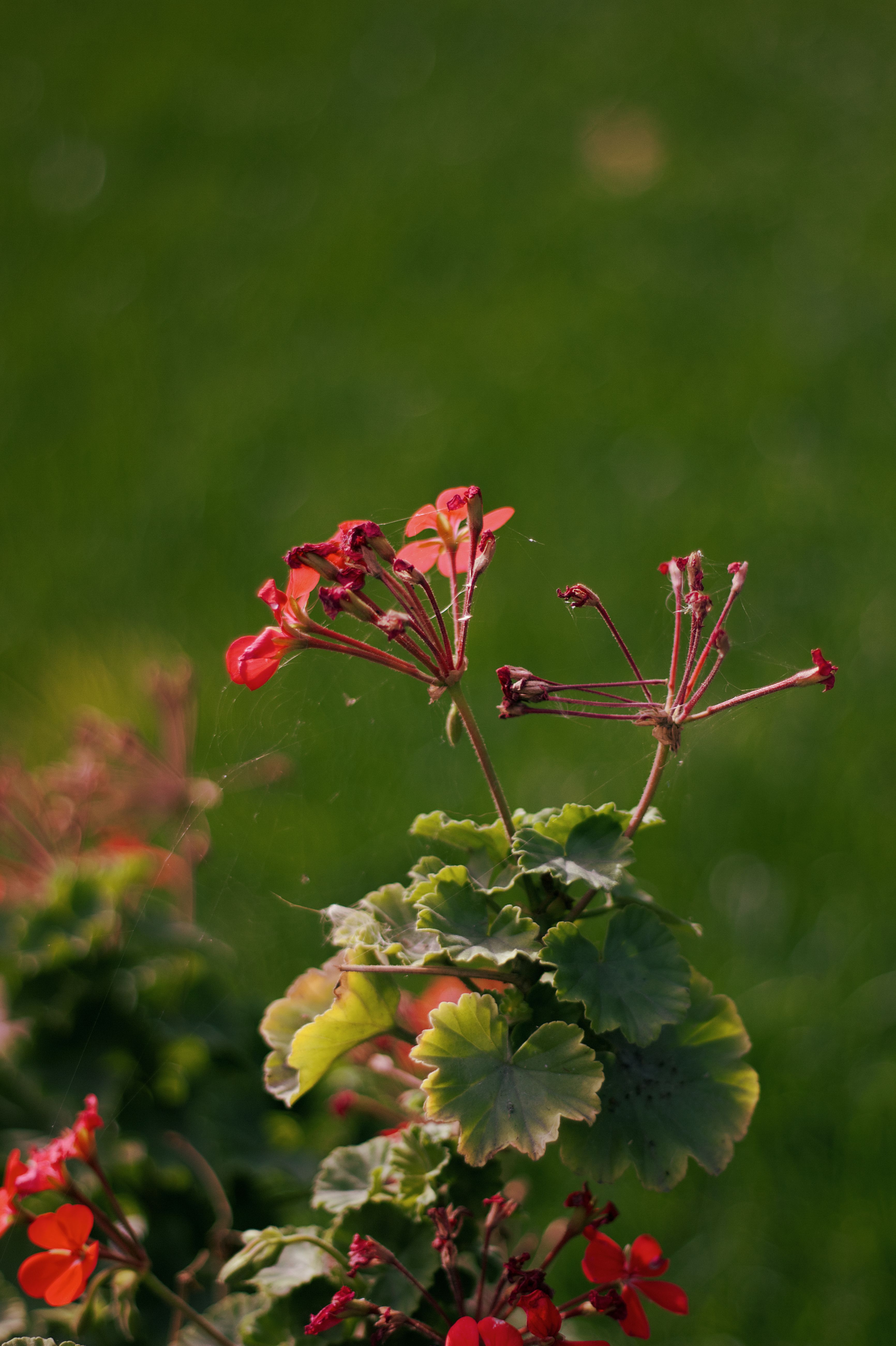 Red Geraniums Blooming in Sunny Garden · Free Stock Photo