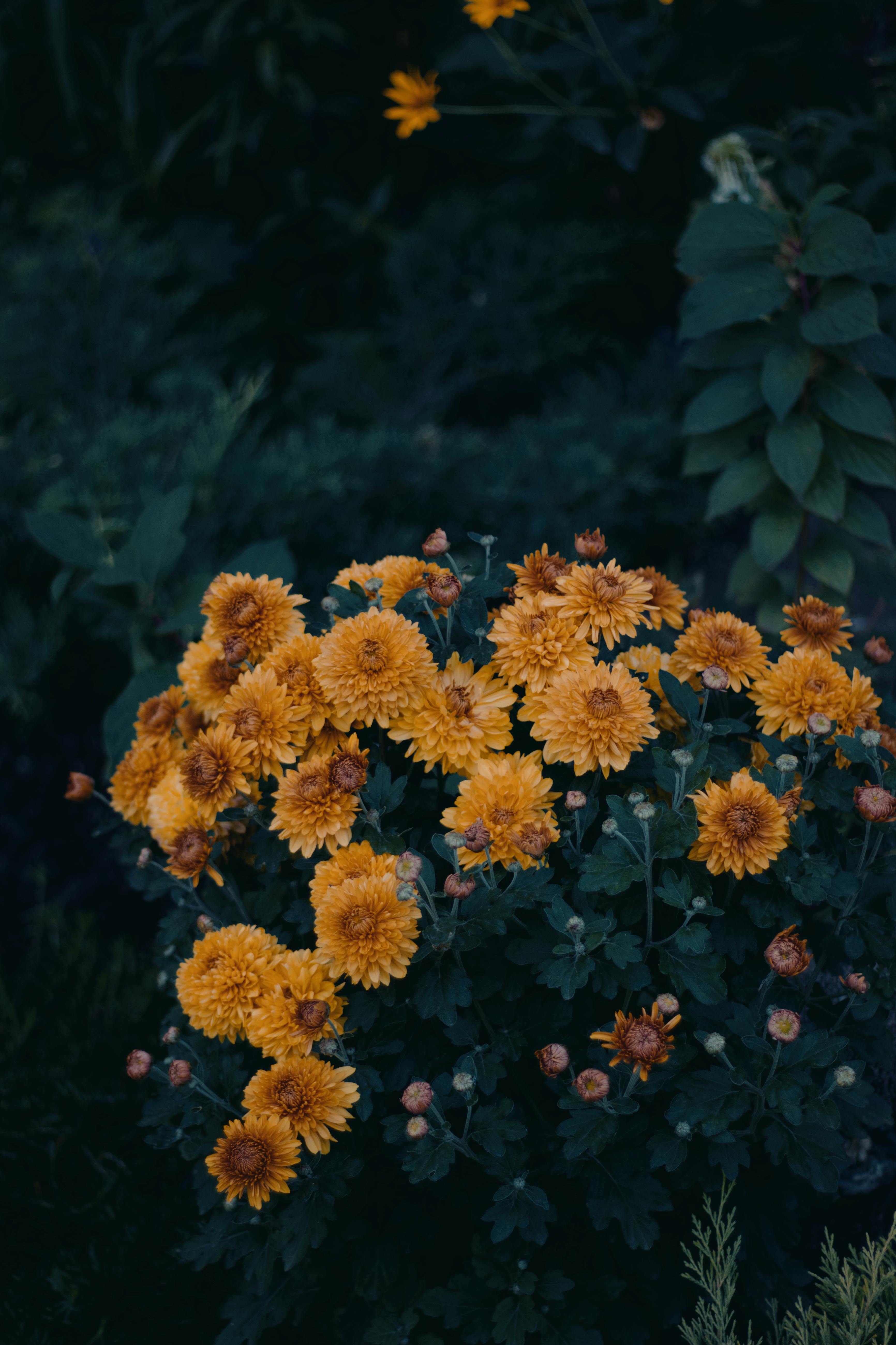 [ColoSach]-a-cluster-of-vibrant-yellow-chrysanthemums-blooming-in-a-dark,-lush-outdoor-setting.