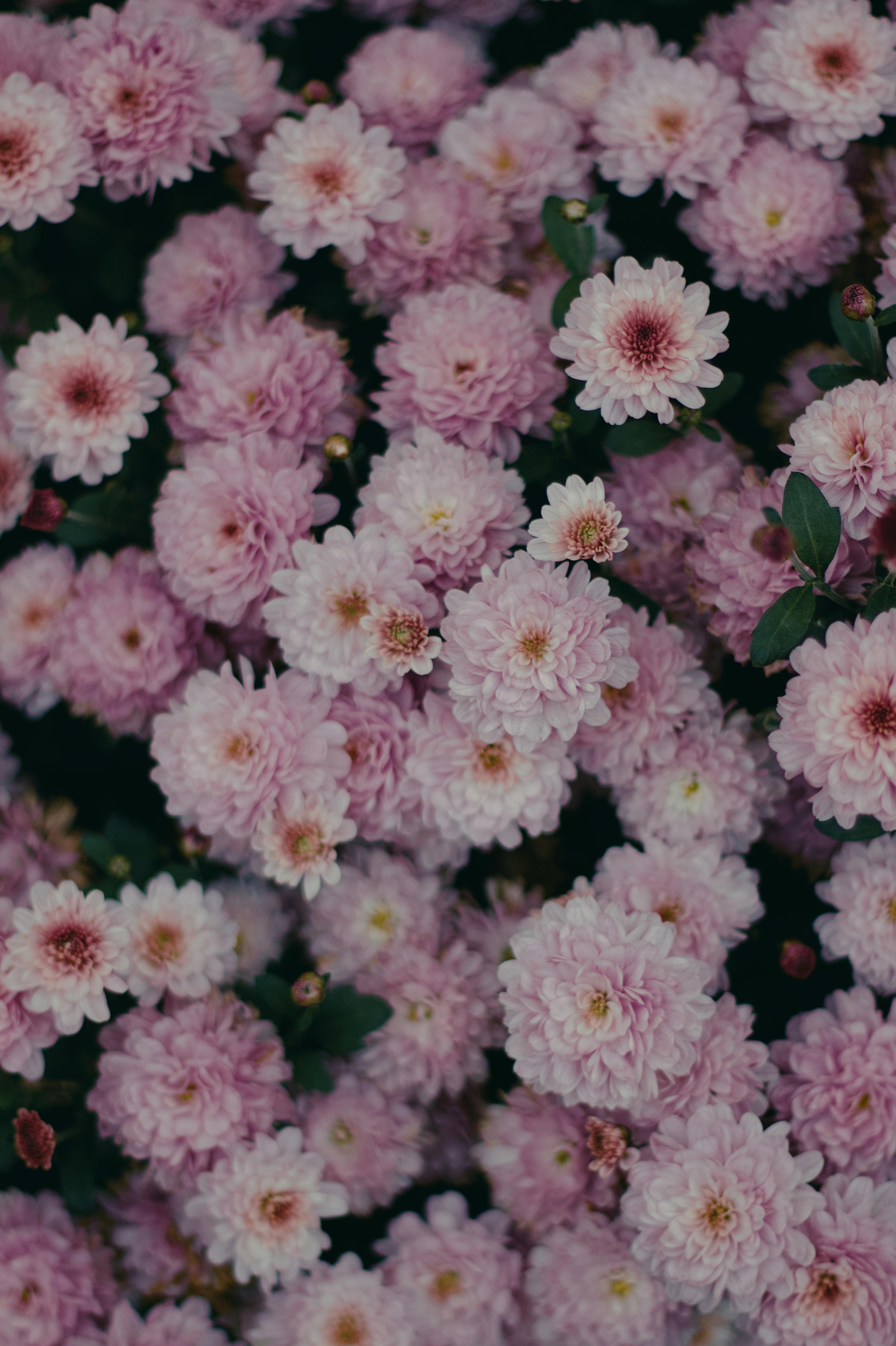 A close-up view of vibrant pink chrysanthemums creating a soft floral blanket.
